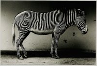 9_zebra.jpg